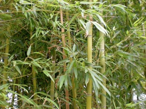 A bamboo "patch" at Renmin University.